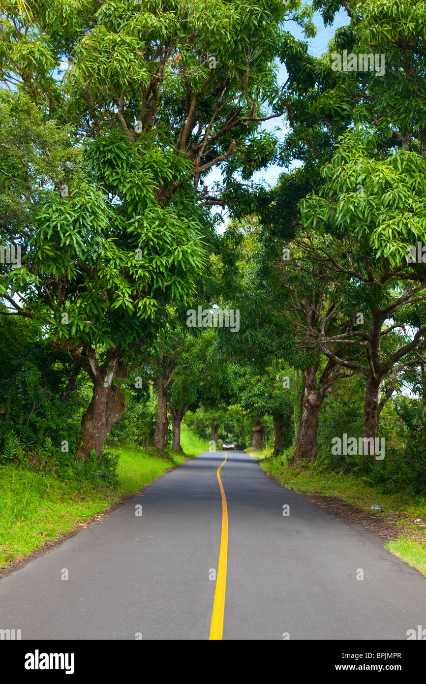 Mango tree tunnell, Puna, Island of Hawaii Stock Photo