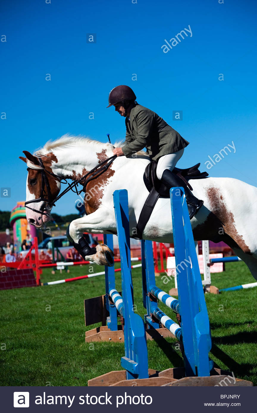 Piebald Horse Stock Photos & Piebald Horse Stock Images Alamy