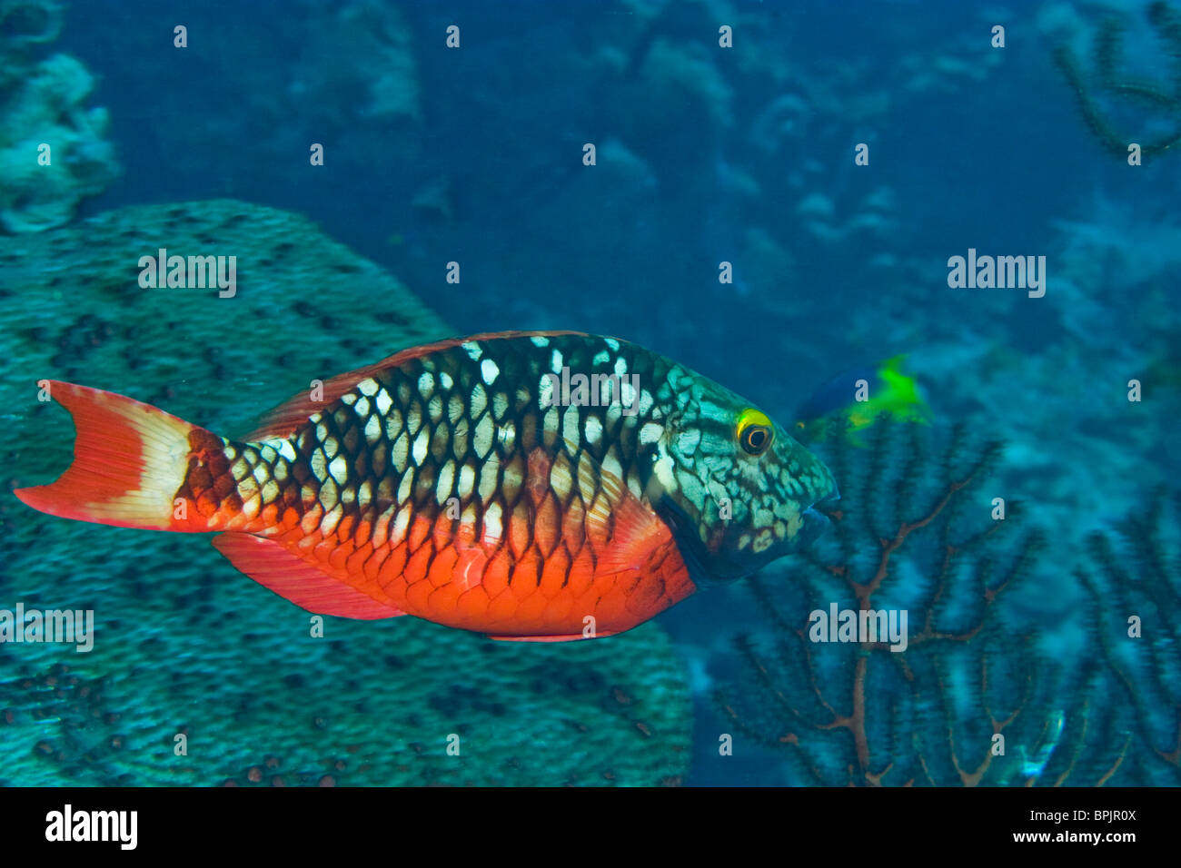 Stoplight Parrotfish (Sparisoma varide) Hol Chan Marine Preserve