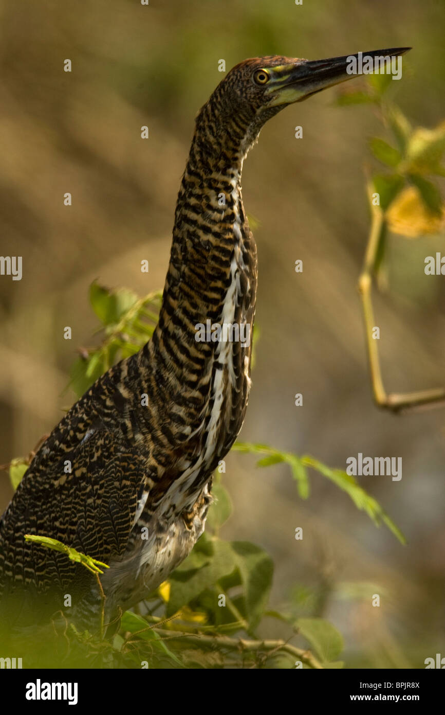 Rufescent Tiger Heron, Tigrisoma lineatum, wading in tall grass ...