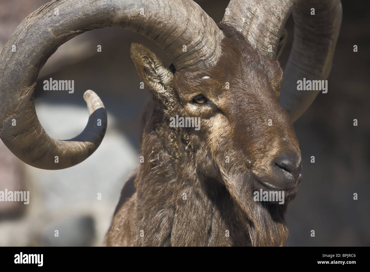 Ram curly horn hi-res stock photography and images - Alamy