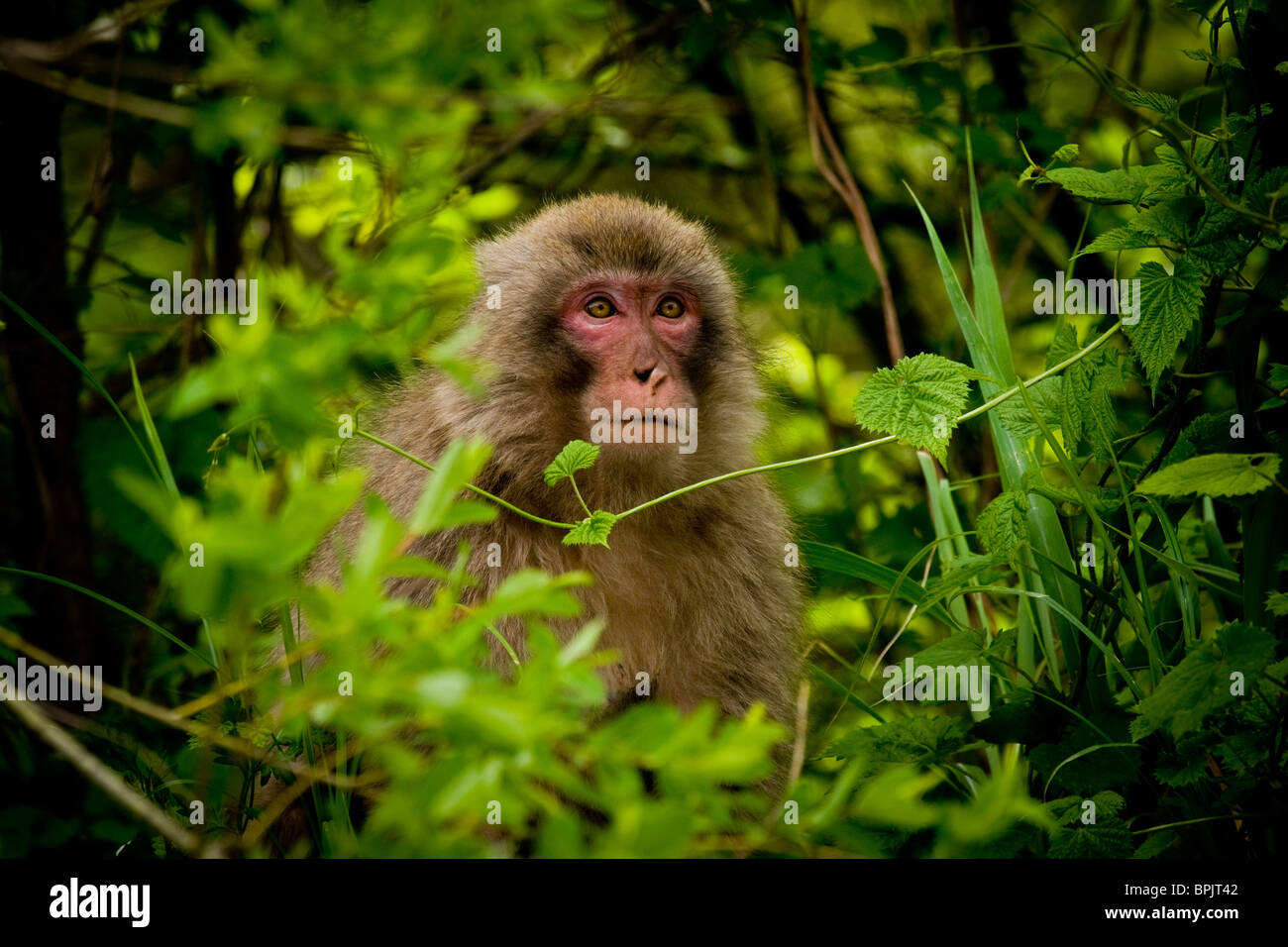 Monkey looking out of the bushes. Stock Photo