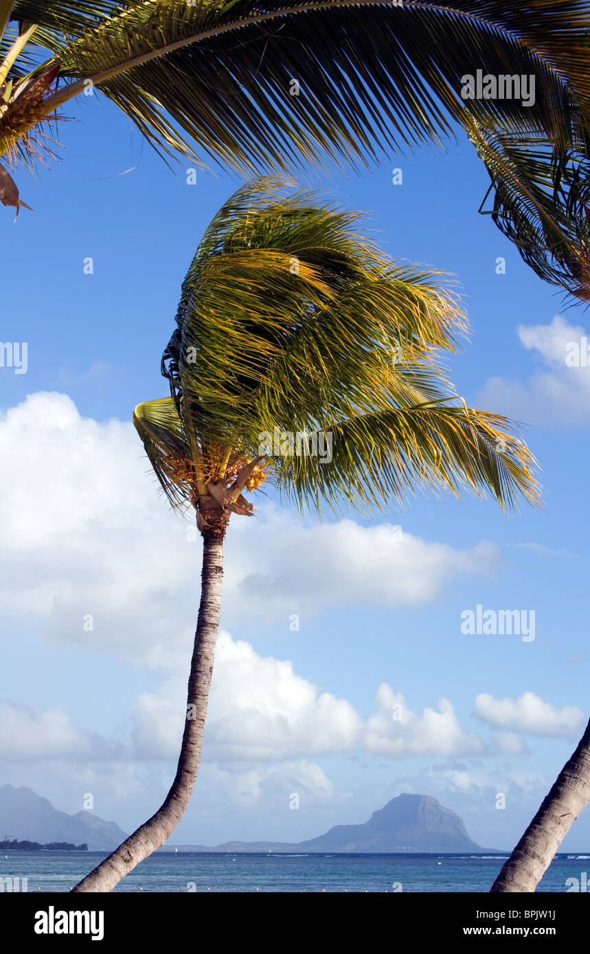 Swaying palms with sea view across to Le Morne mountain, Mauritius Stock Photo