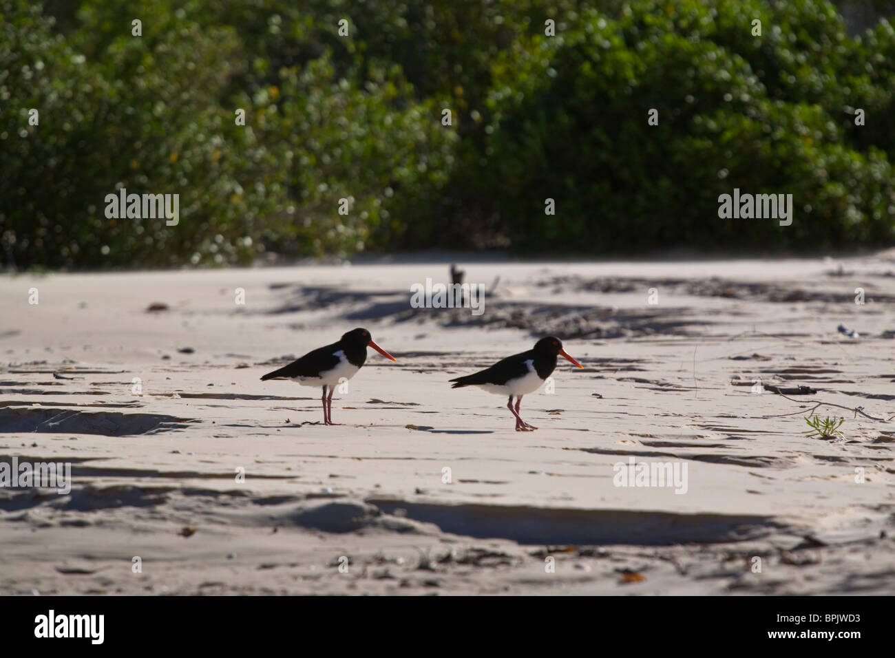 Oyster catchers King George River Kimberley coast Western Australia Stock Photo