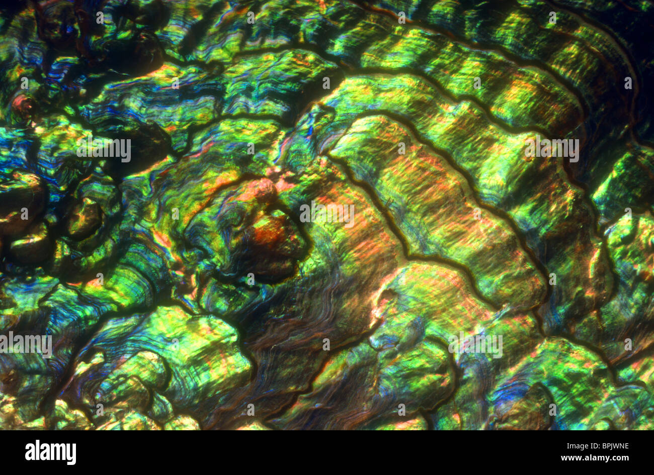 Large sized shells hi-res stock photography and images - Alamy