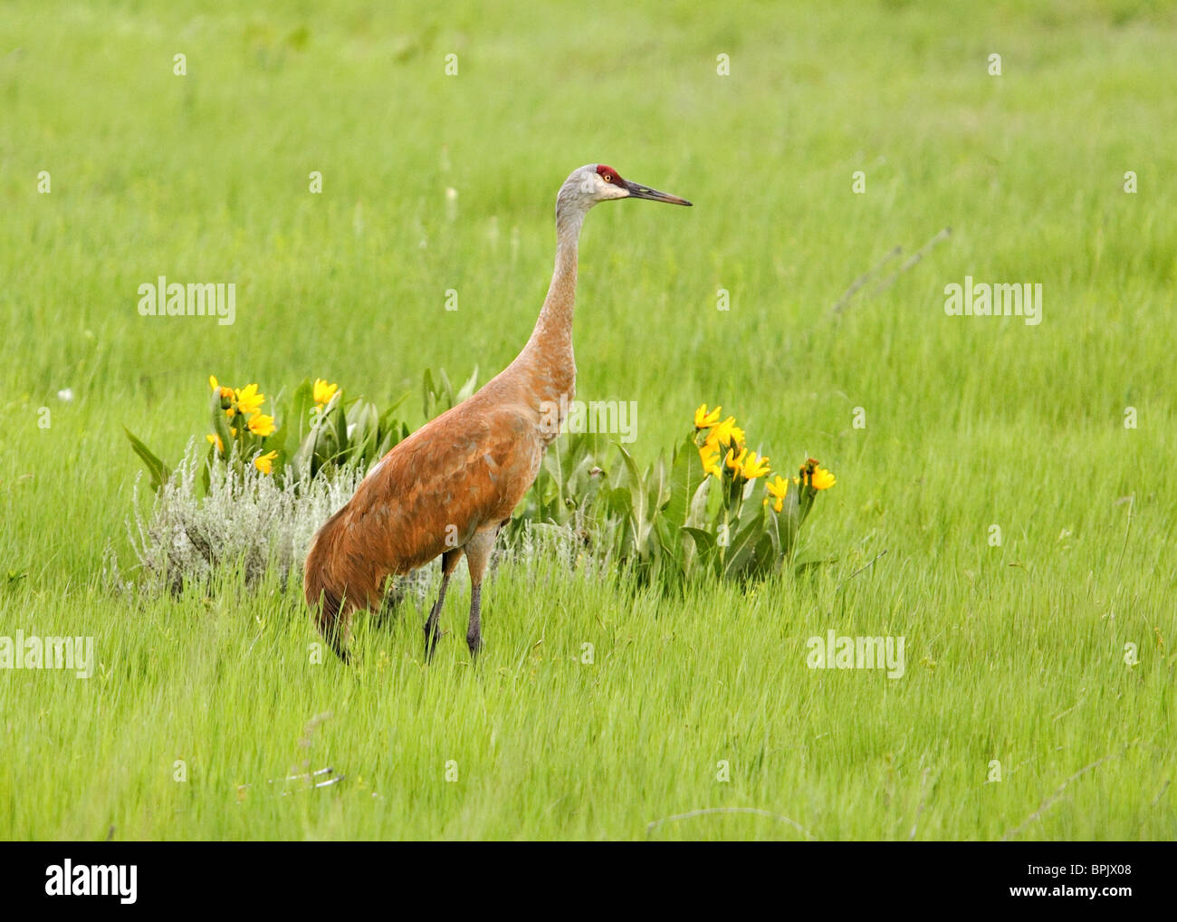 large sandhill crane walking in green field with wildflowers Stock Photo