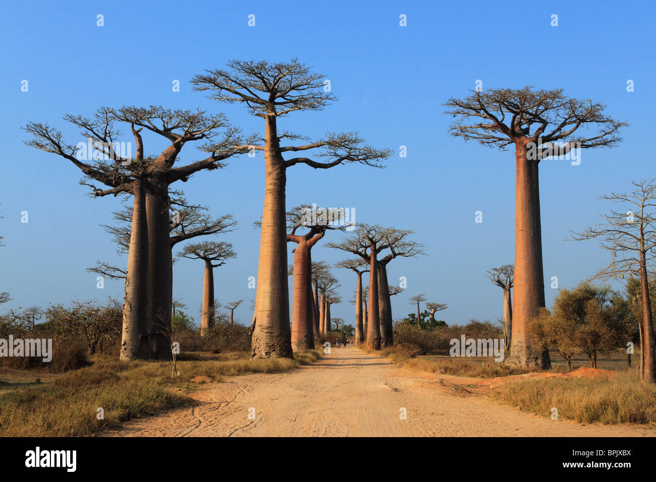 Baobab trees along the Avenue of Baobabs, Morondova, Madagascar Stock Photo