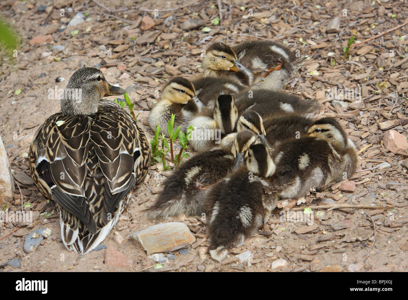 female mother mallard duck sitting and resting with spring ducklings Stock Photo