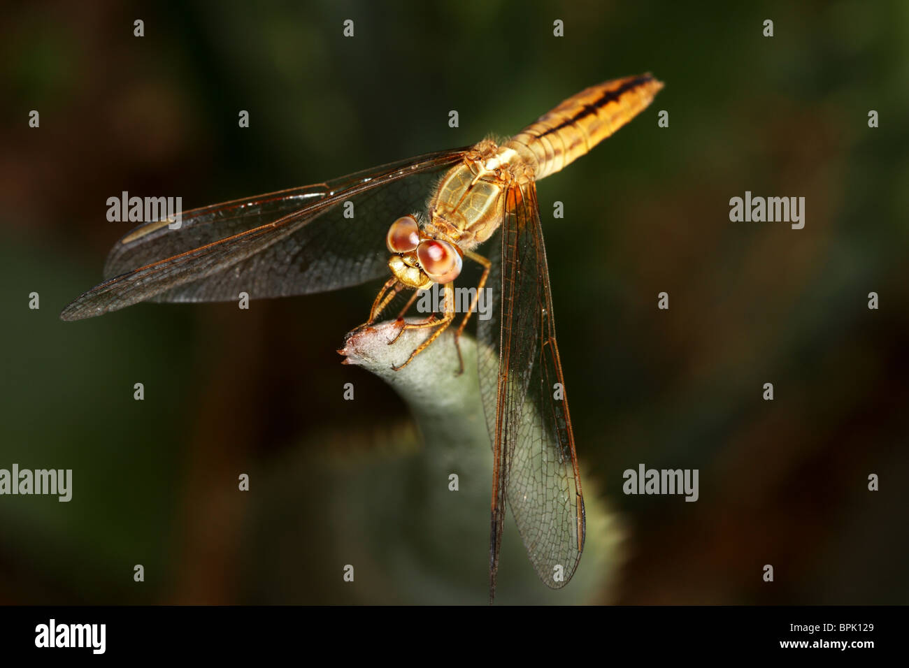Female Violet Dropwing dragonfly complete catalogue shot Stock Photo