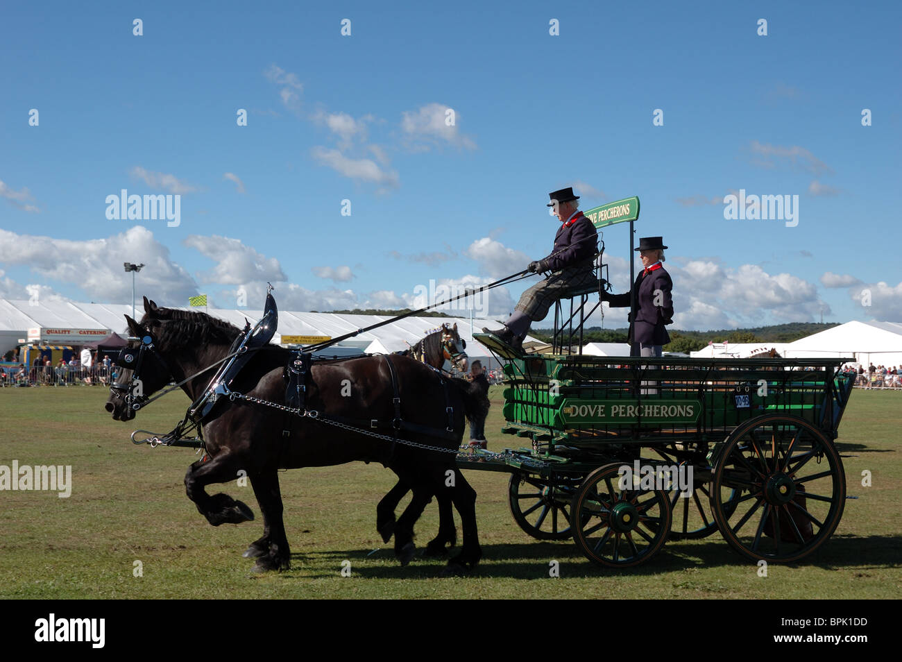 Dove Percherons heavy horse team in action at Cromer Carnival, Norfolk, UK Stock Photo