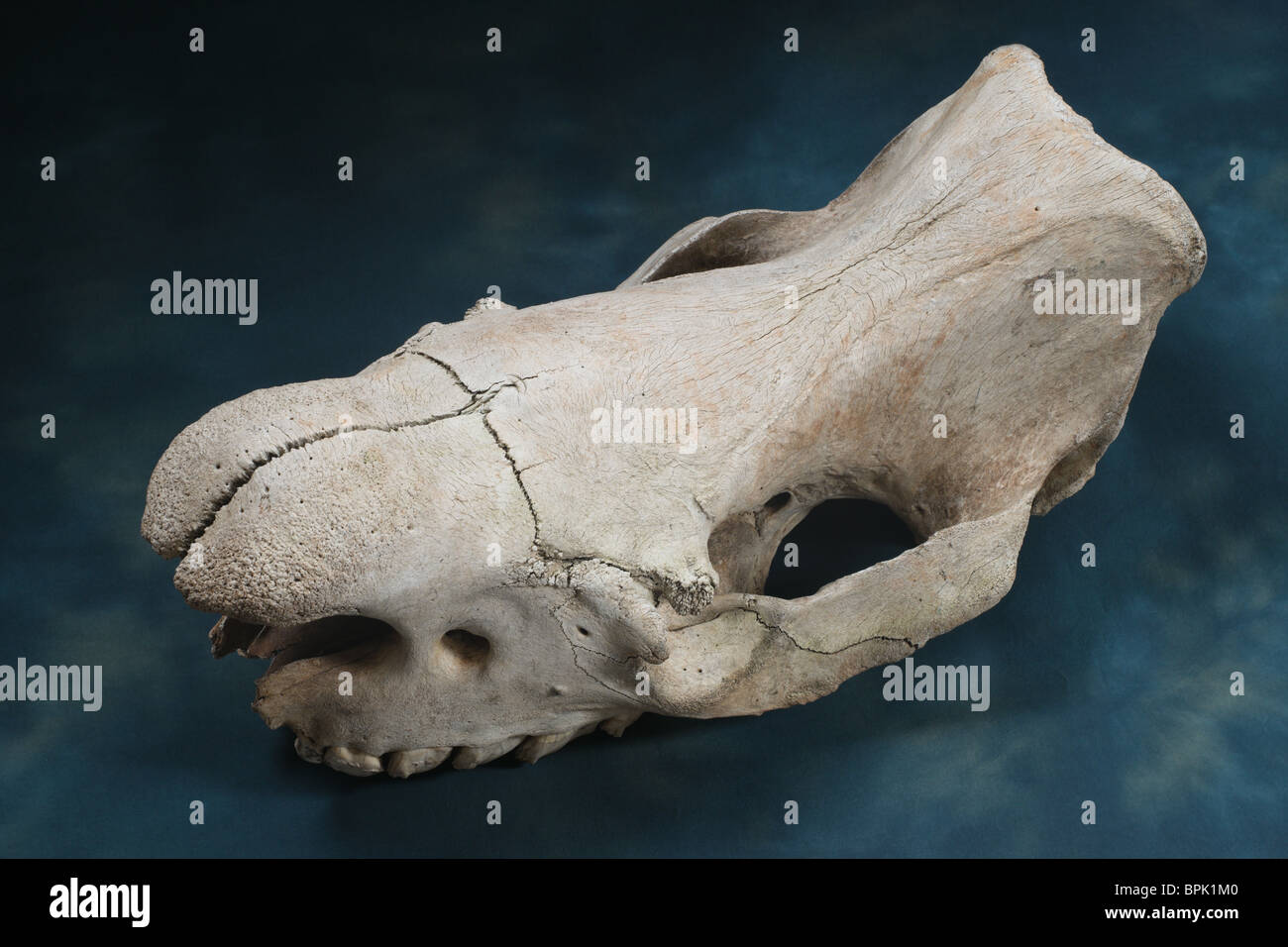 Labrador skull sale