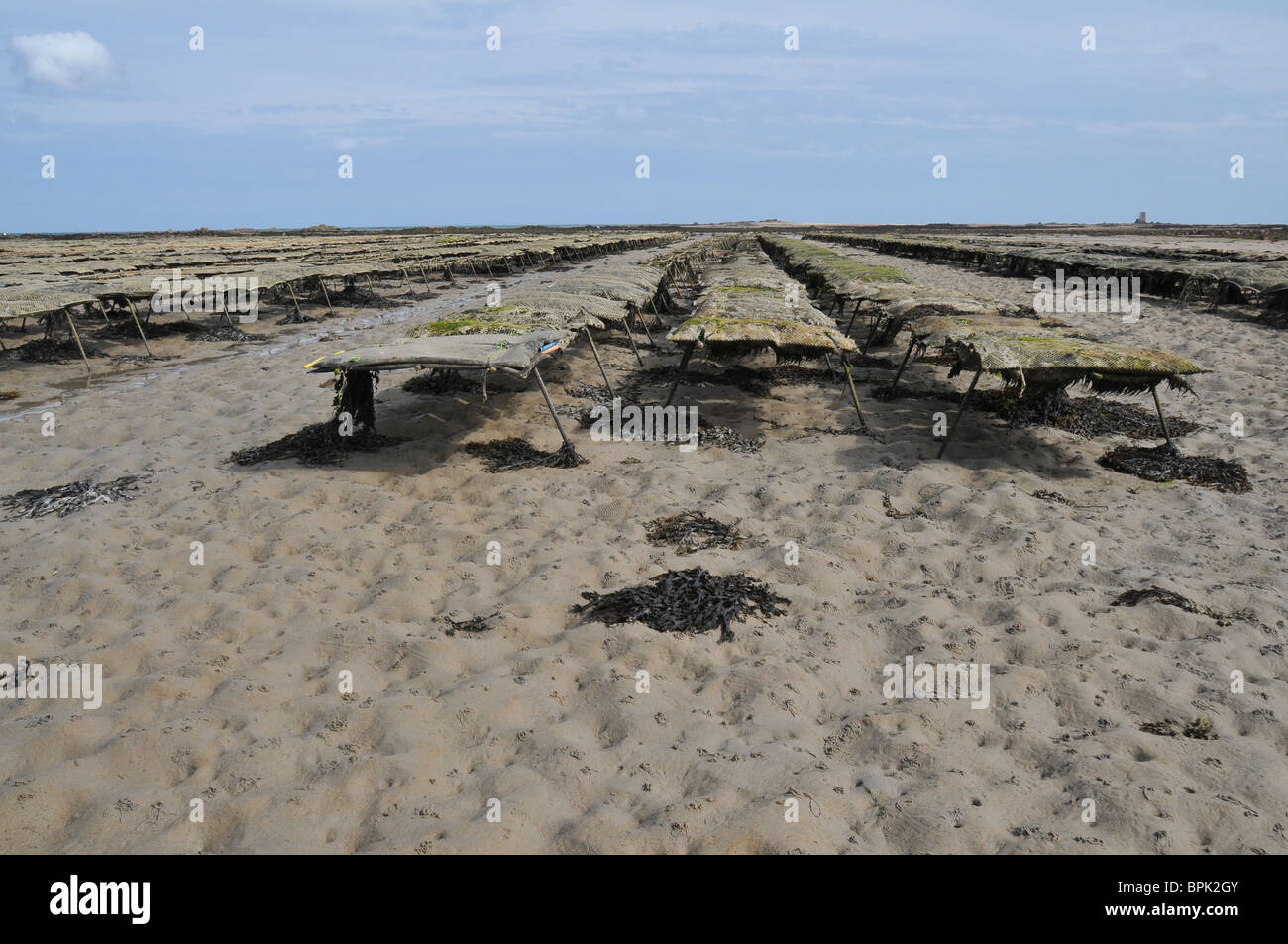 Oyster beds, Royal Bay of Grouville, Jersey Stock Photo Alamy