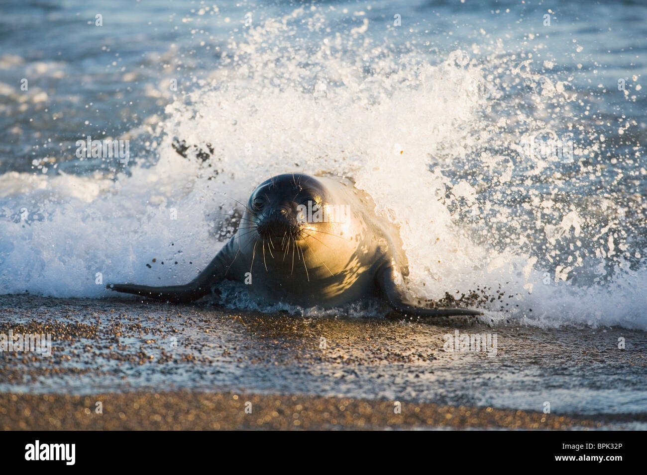 young southern elephant seal (Mirounga leonina) emerging from ocean, early morning Stock Photo