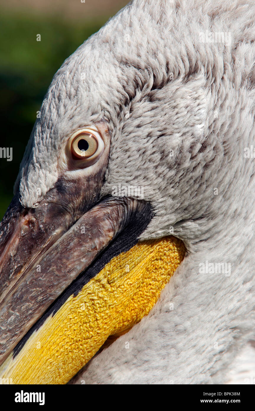 Dalmatian pelican - detail of the eye Stock Photo