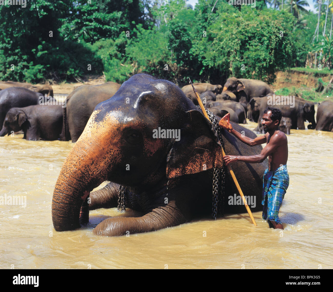 Elephants in sri lanka hi-res stock photography and images - Alamy