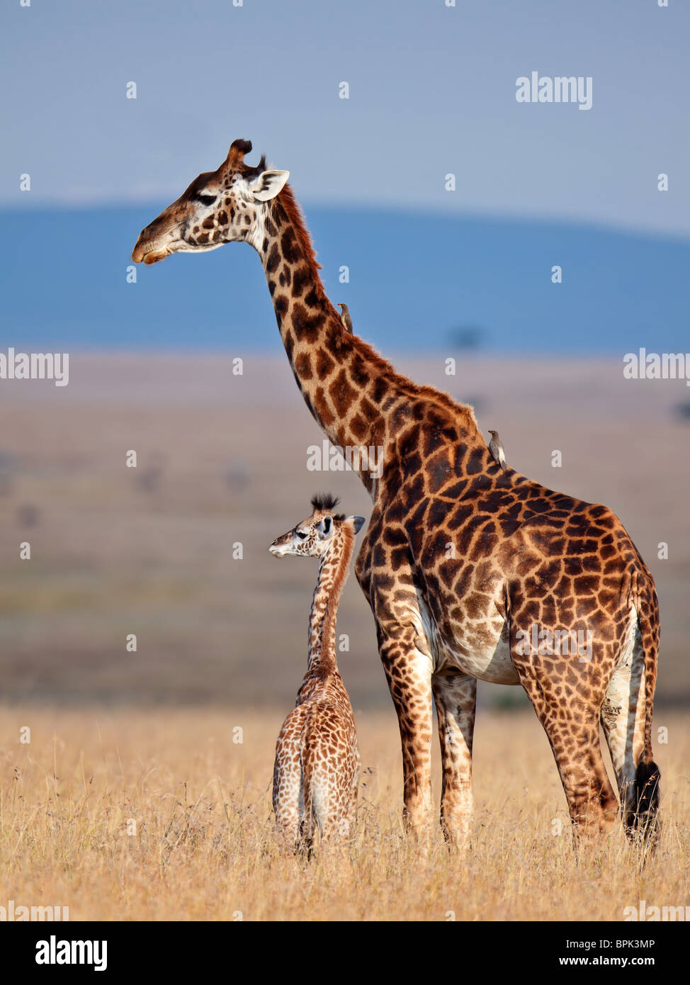 Wildlife, Masai Mara, Kenya, Africa Stock Photo