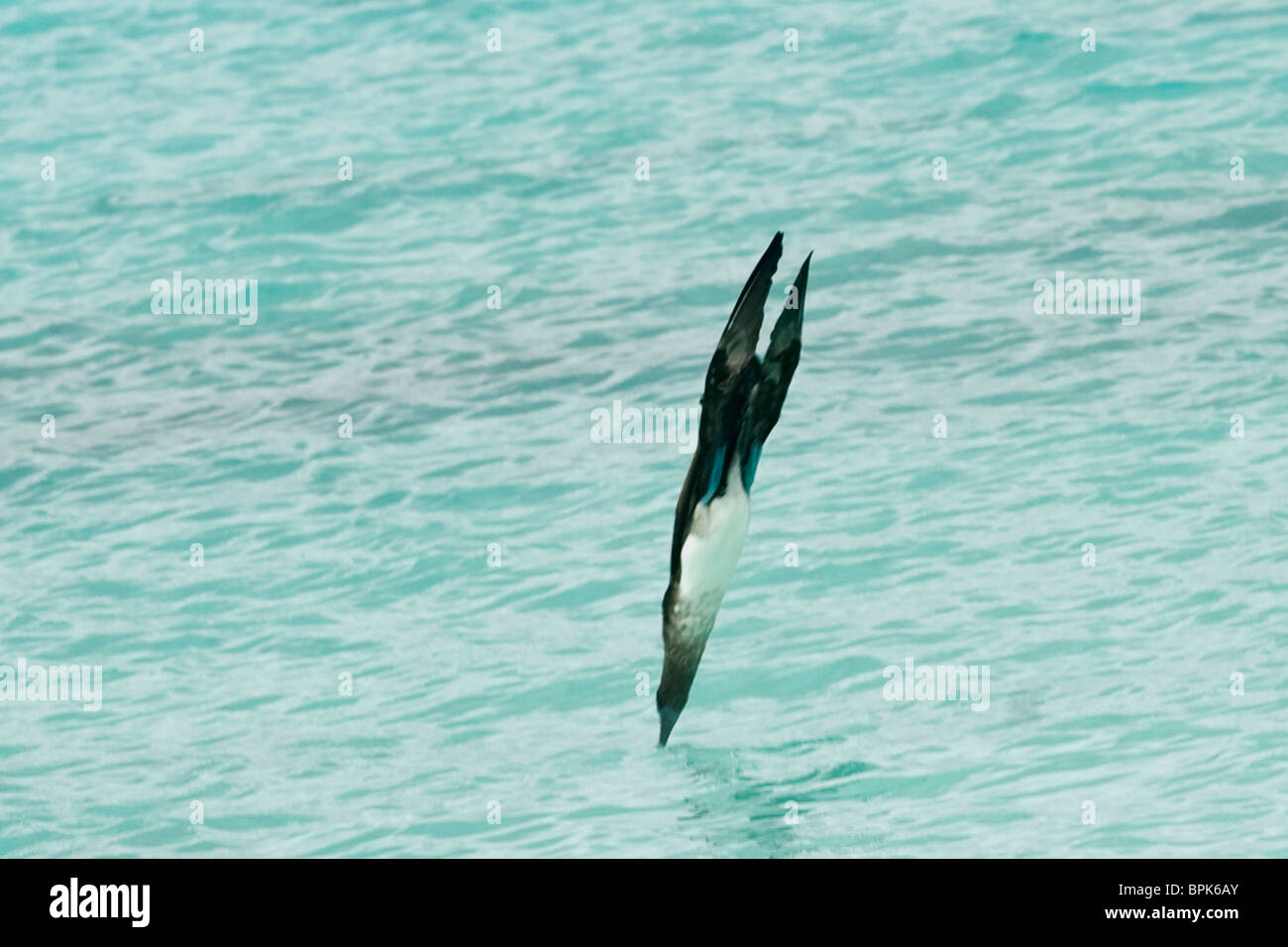 South America, Ecuador, Galapagos Islands, Blue-footed Booby, wings folded, rocket-like, diving for food near Espanola Island Stock Photo
