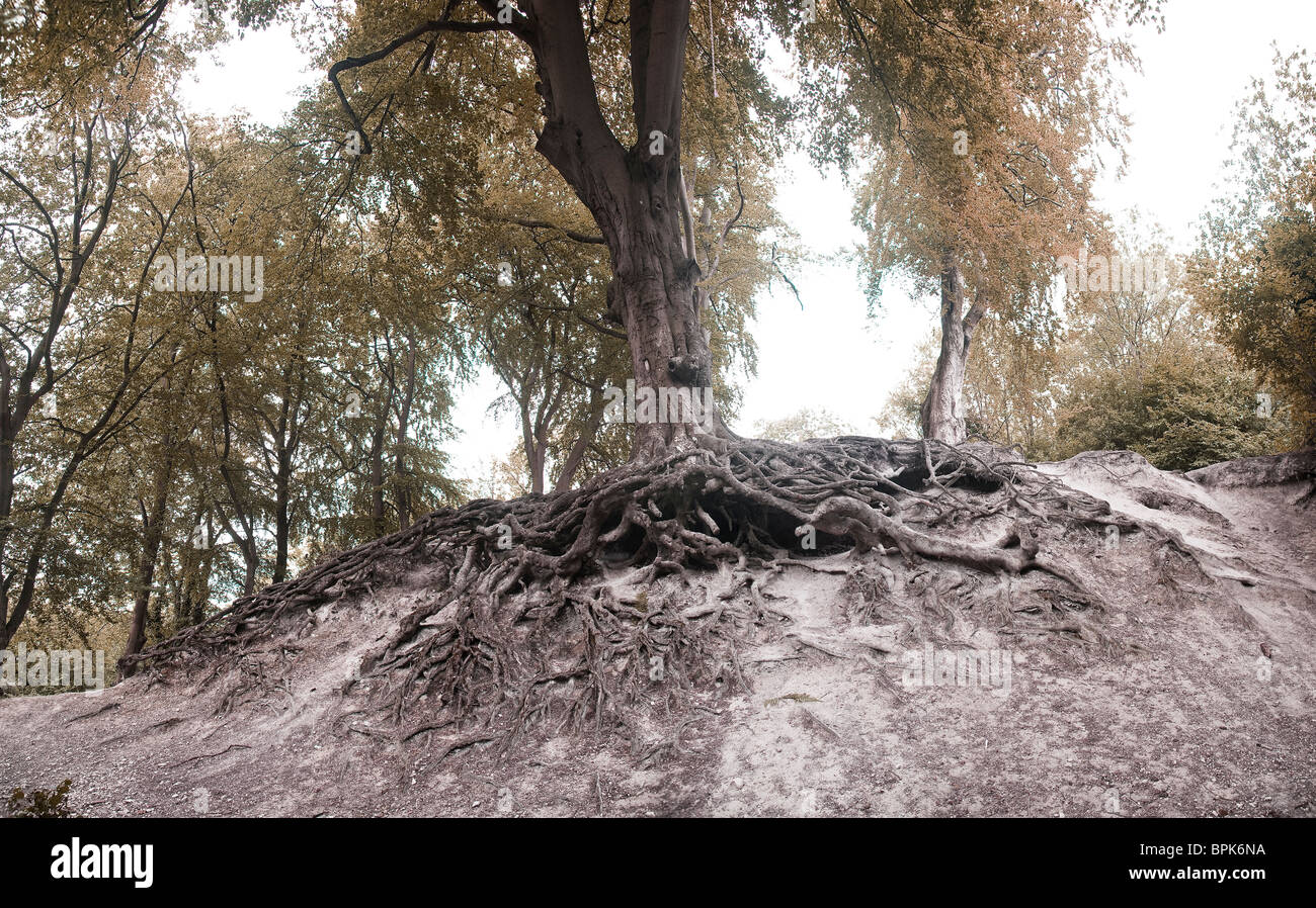 Gnarled exposed beech tree roots beneath Chanctonbury Ring, West Sussex, UK Stock Photo