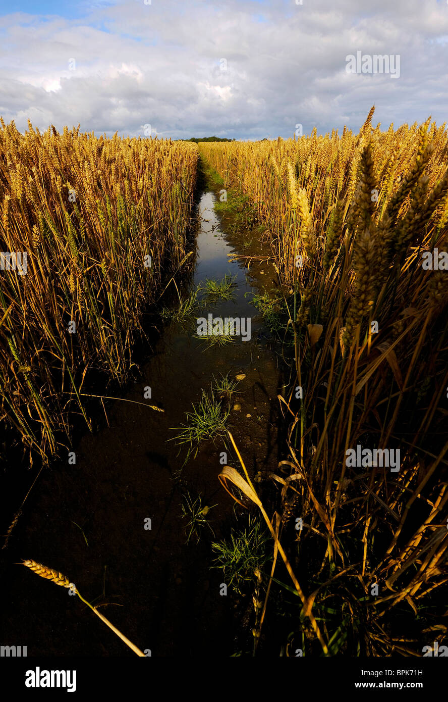 Wheat field after rain Stock Photo - Alamy