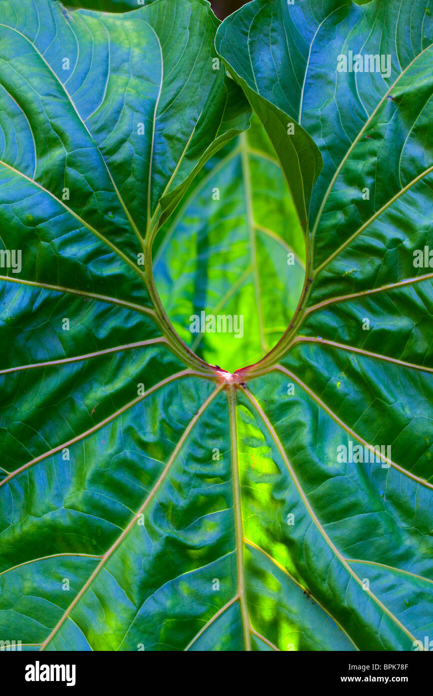 Giant anthurium leaf, Hawaii Tropical Botanical Garden, Onemea, Hamakua coast, Island of Hawaii Stock Photo