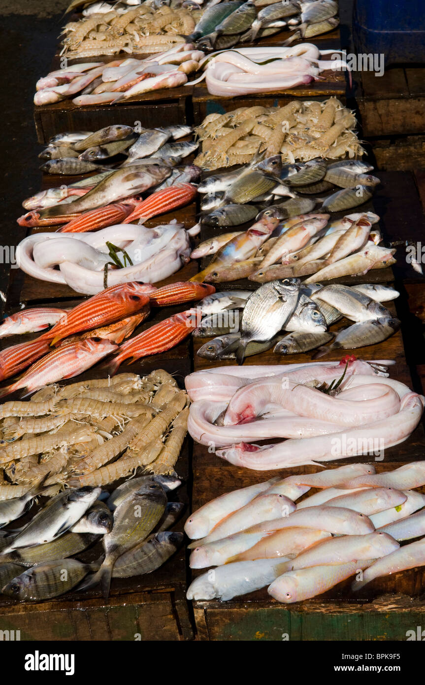 Fresh fish and seafood sold in a local morning market in Alexandria, Egypt. Stock Photo