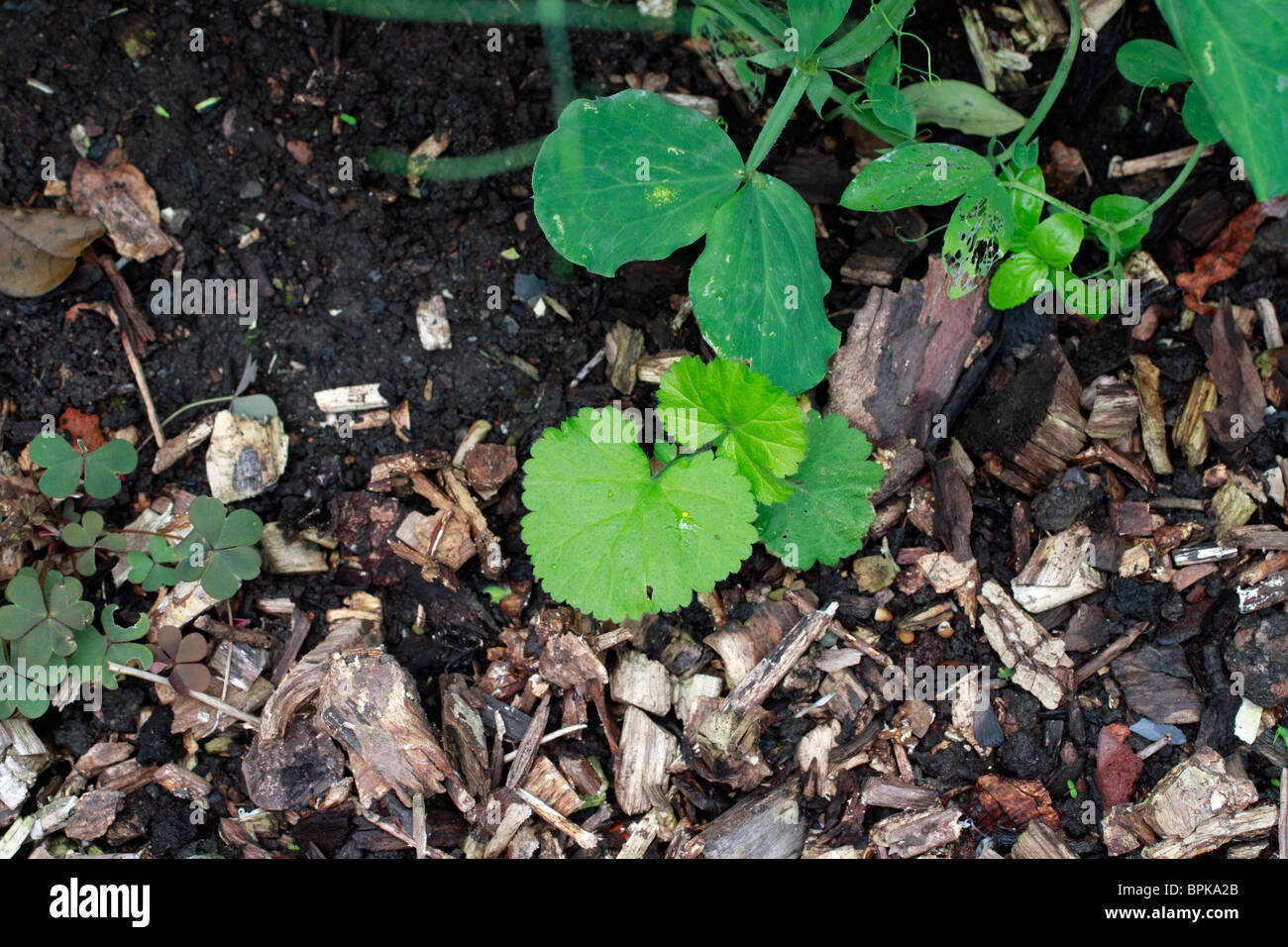Ground Ivy, Glechoma hederacae, garden nuisance and well known weed.  aromatic, perennial, evergreen creeper of the mint family Lamiaceae. It is  commonly known as Ground-ivy, gill-over-the-ground or Creeping Charlie. It  has numerous