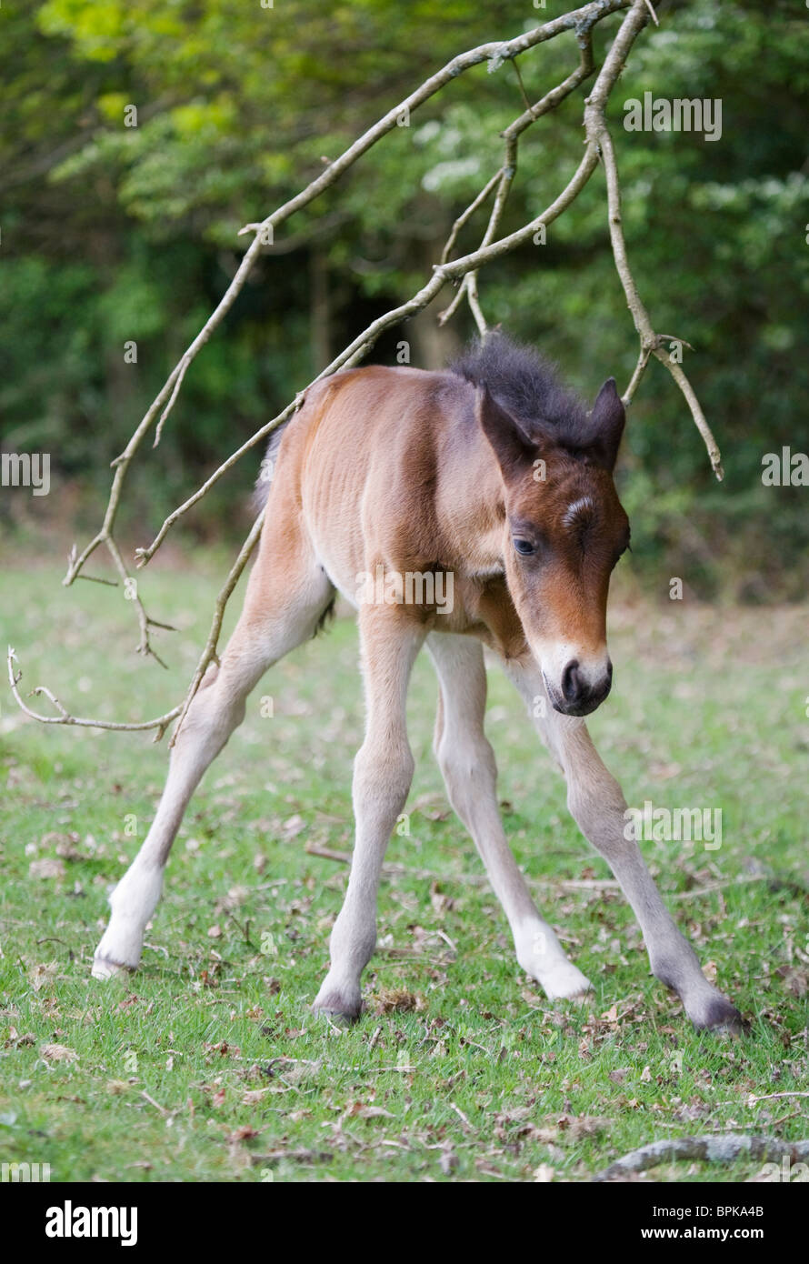 Animal New Forest Ponies Park Wild  United Kingdom Stock Photo