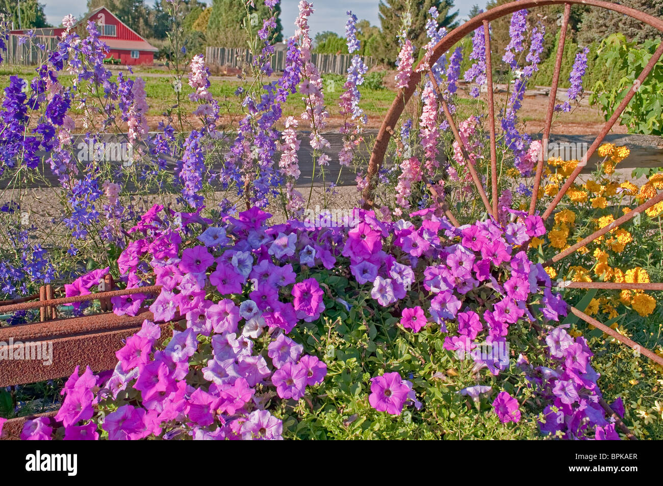 Old Larkspur High Resolution Stock Photography and Images - Alamy