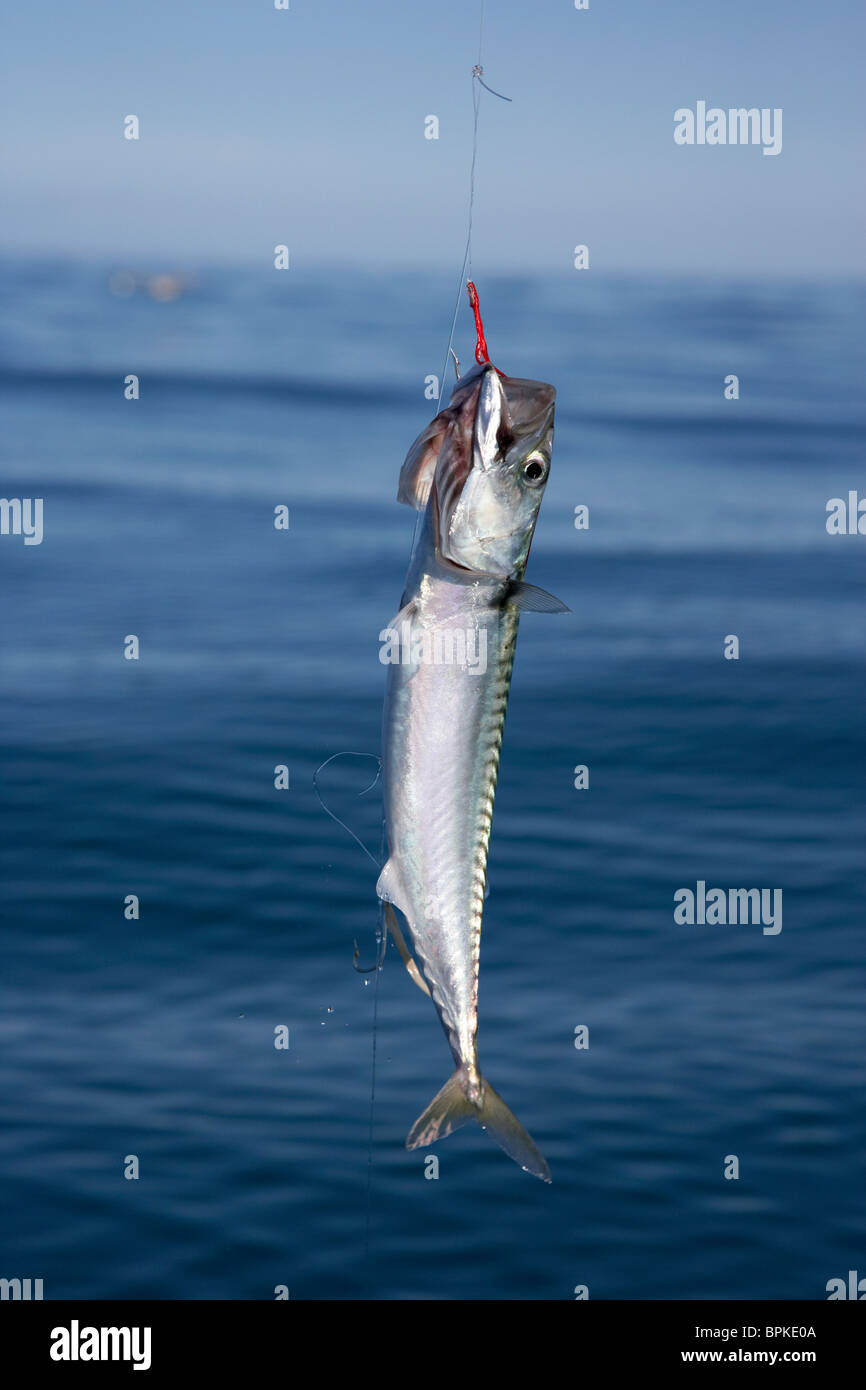mackerel fish caught on line and hooks from the sea in the uk