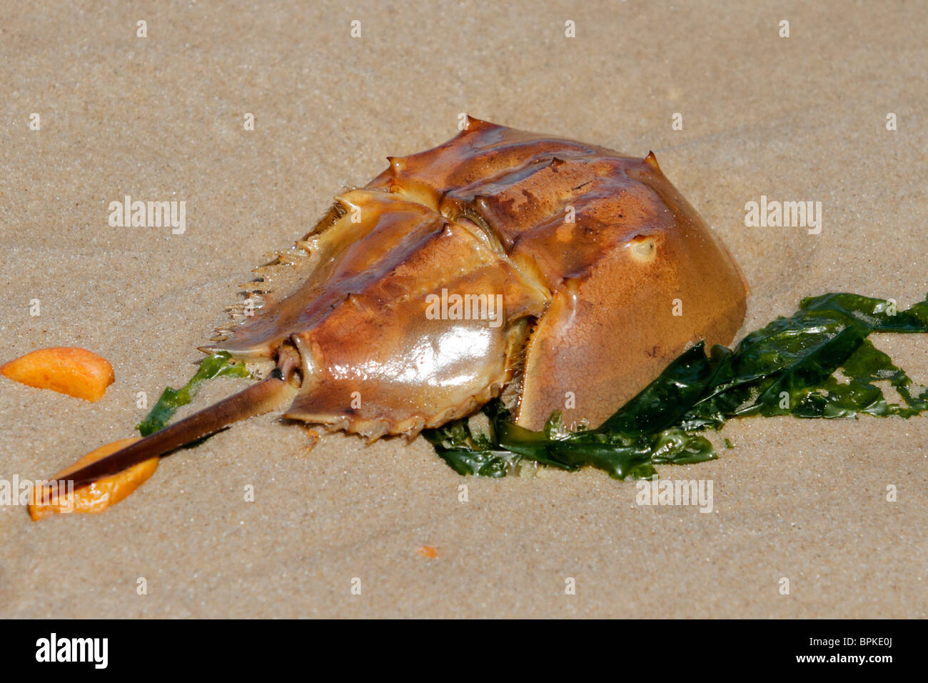 Horseshoe crab on the beach, about to molt Stock Photo Alamy