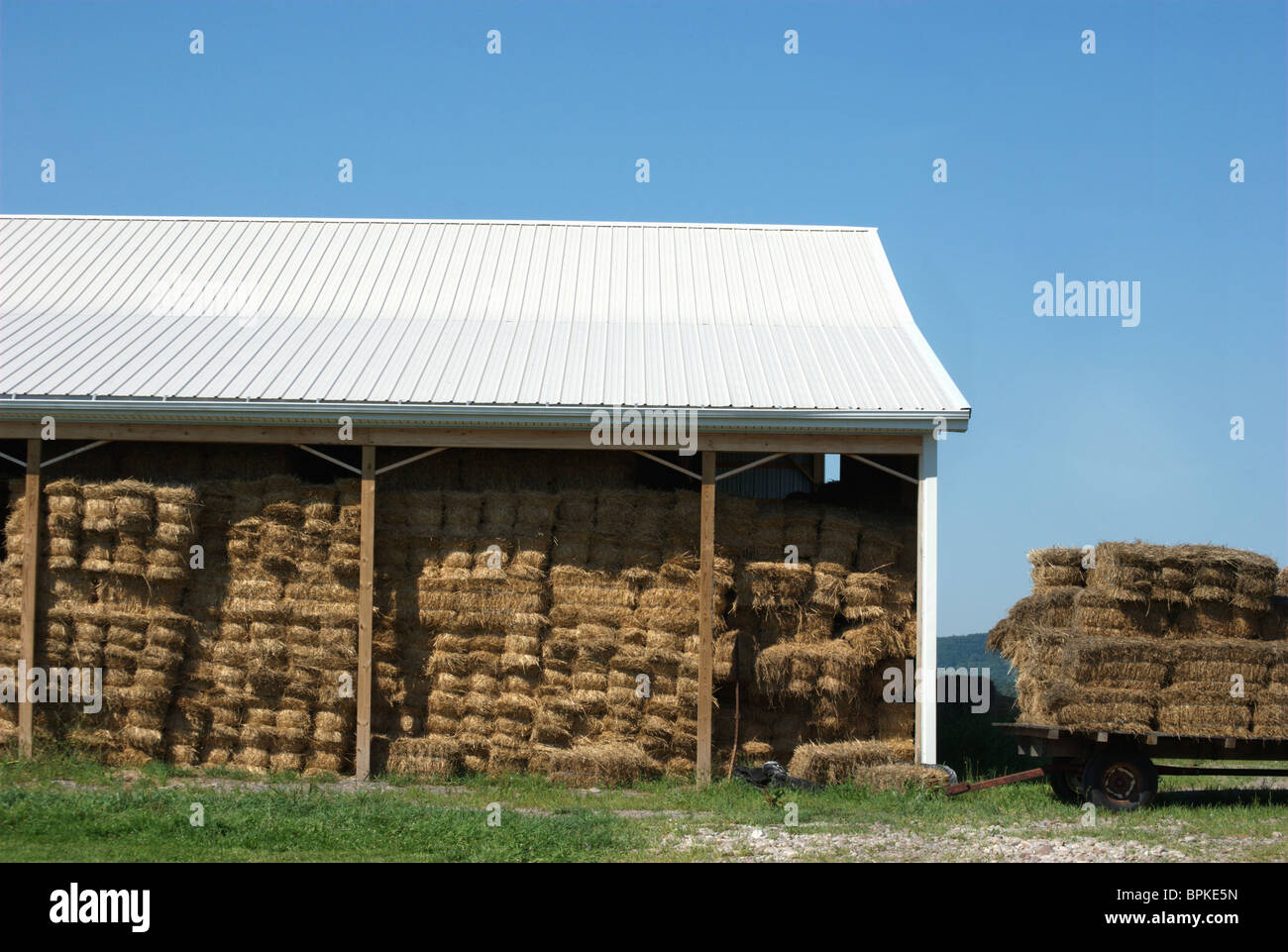 Hay stored for winter feeding of cattle Stock Photo Alamy