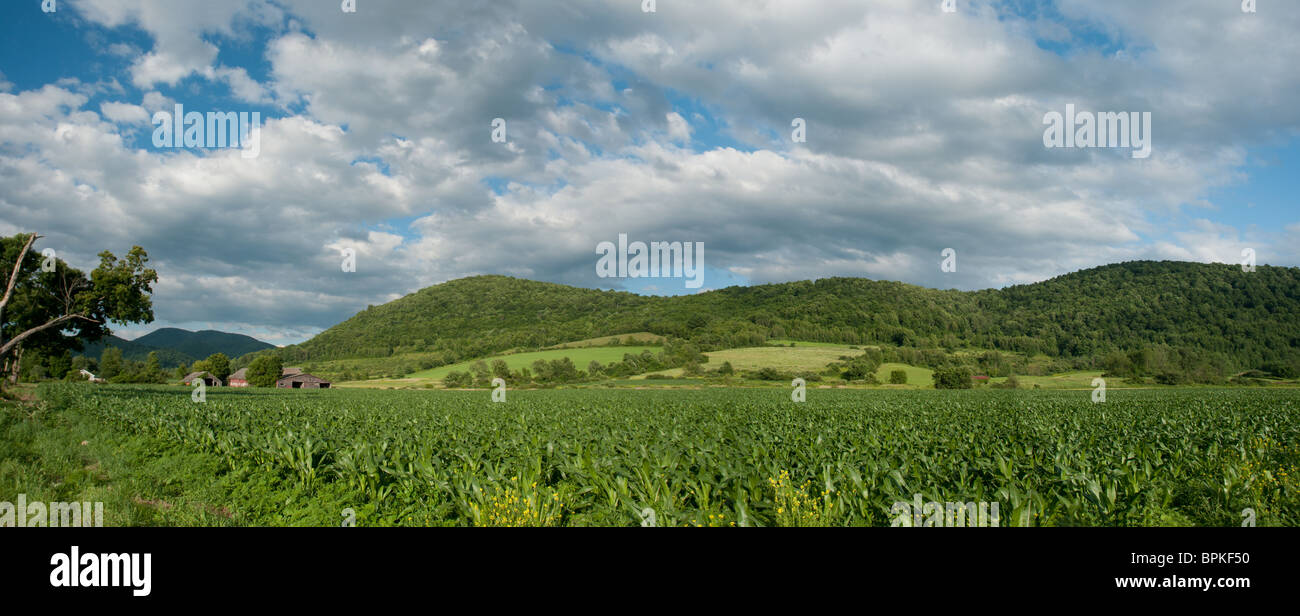 Cornfield in June, Rupert, Vermont Stock Photo