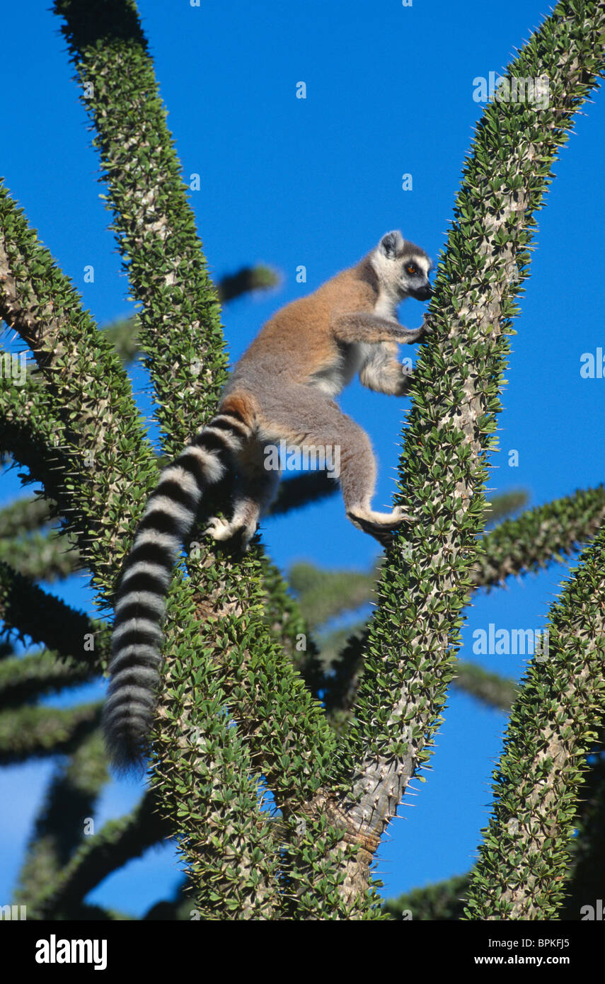 Ring-tailed Lemur Lemur catta sitting in tree Madagascar Stock Photo