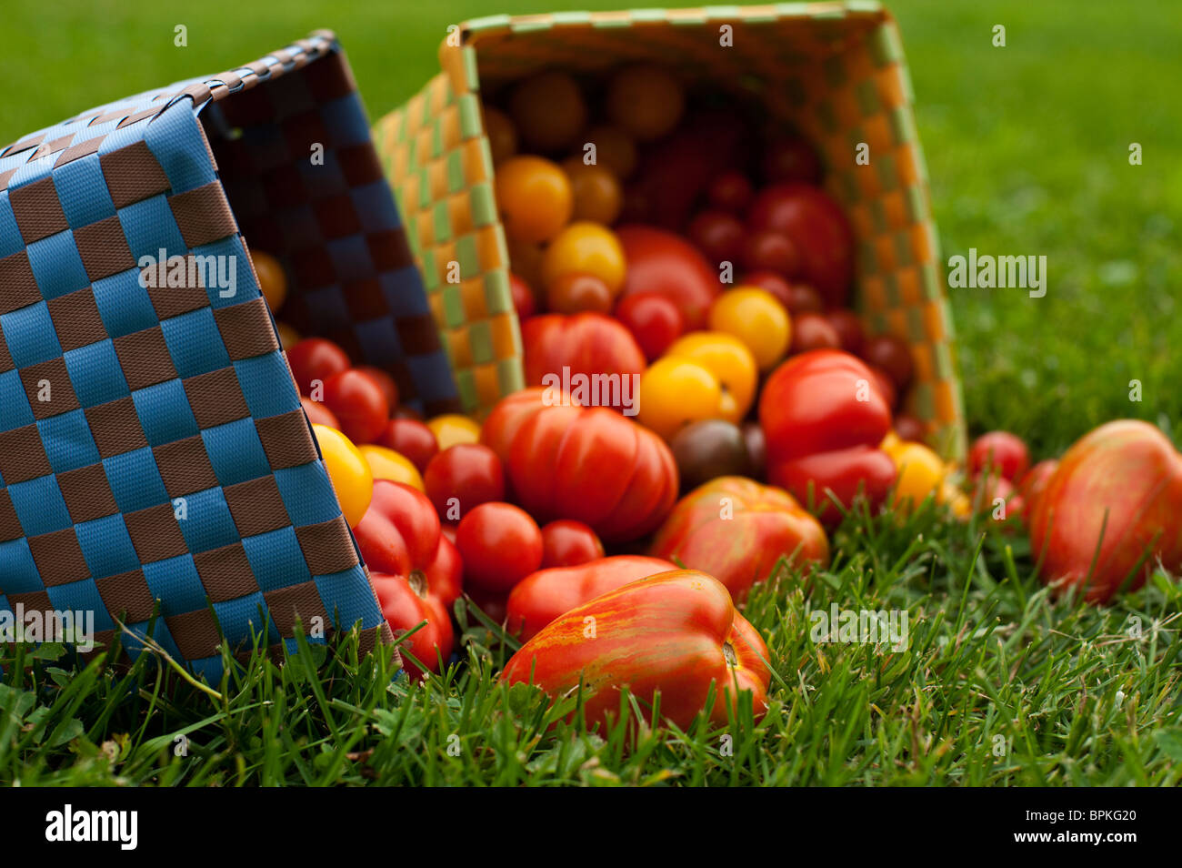 Heirloom tomato varieties spill from woven boxes onto the grass. Stock Photo