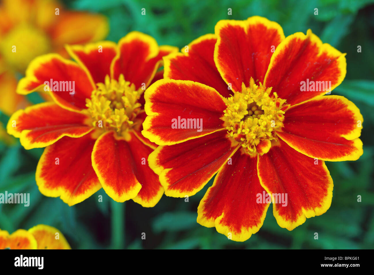 Two french marigolds flowers close up Tagetes Stock Photo