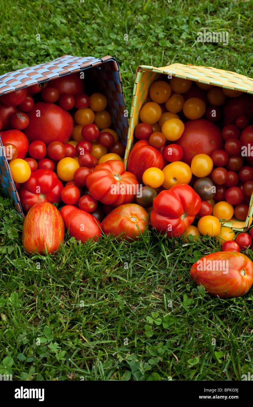 Heirloom tomato varieties spill from woven boxes onto the grass. Stock Photo