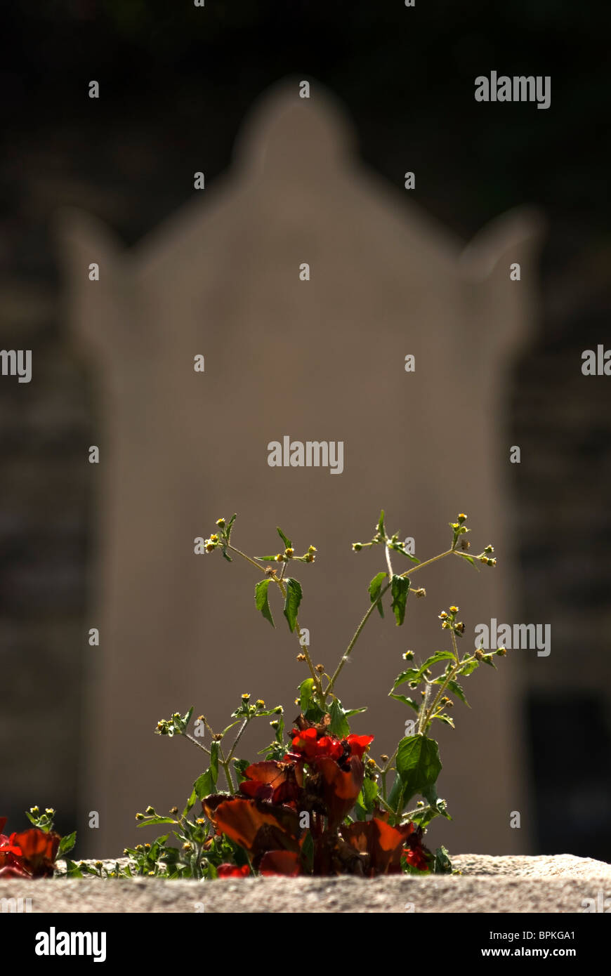 Memorial flowers on grave hires stock photography and images Alamy