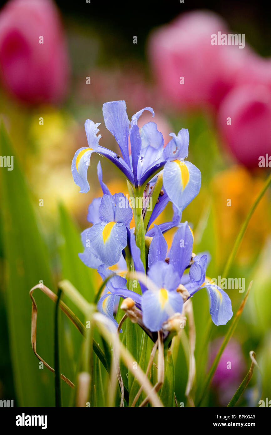 Blue Iris Flowers Stock Photo Alamy