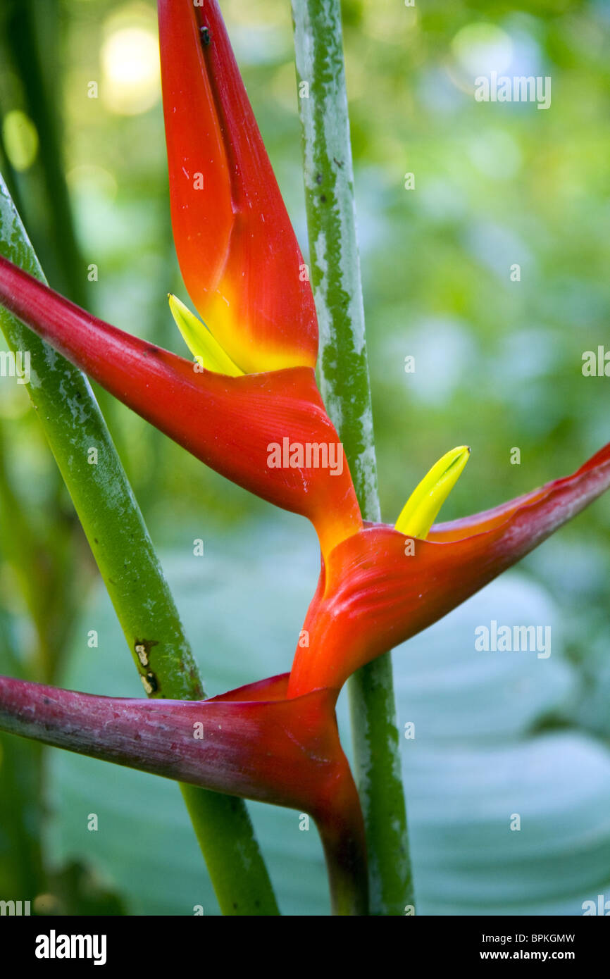 Snapshot of heliconia flower in Iguazu national park Stock Photo