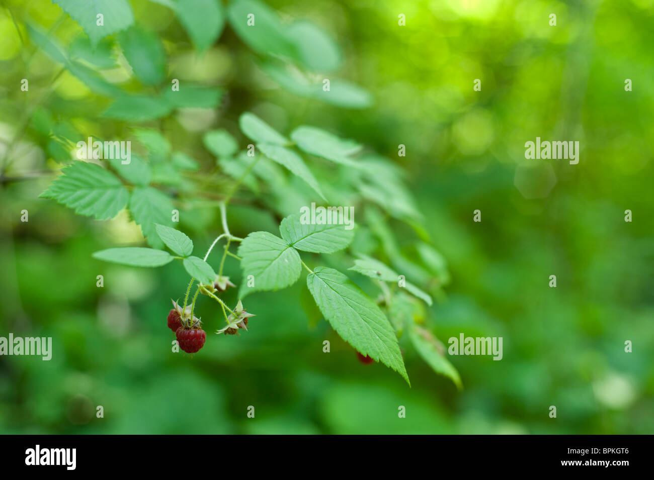 https://c8.alamy.com/comp/BPKGT6/wild-raspberries-rubus-strigosus-growing-wild-in-a-deciduous-woods-BPKGT6.jpg