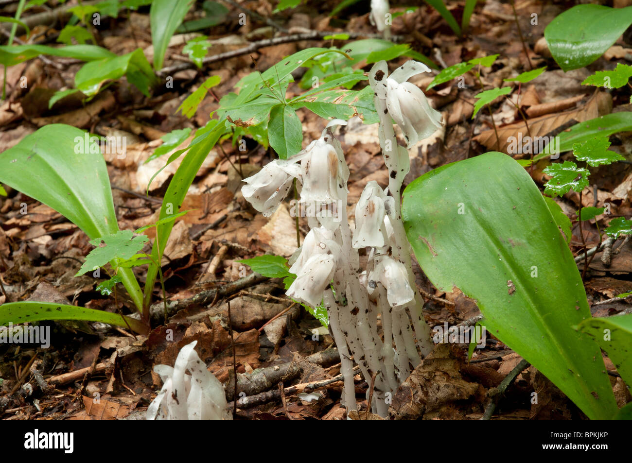 Indian Pipe, also called Ghost Plant, Monotropa uniflora. Common throughout Eastern Forests Stock Photo
