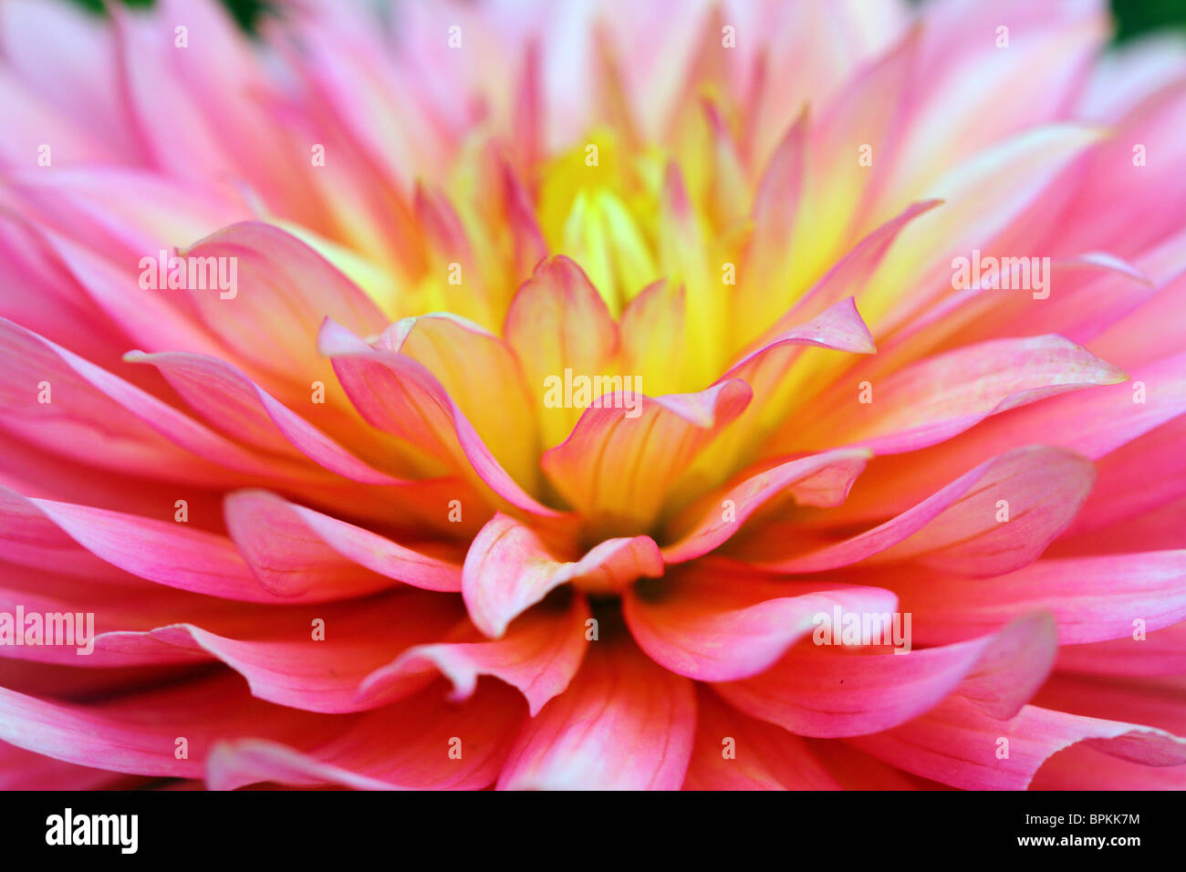 Pink dahlia hi-res stock photography and images - Alamy
