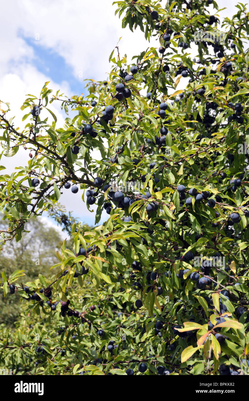 Damson Tree High Resolution Stock Photography and Images - Alamy