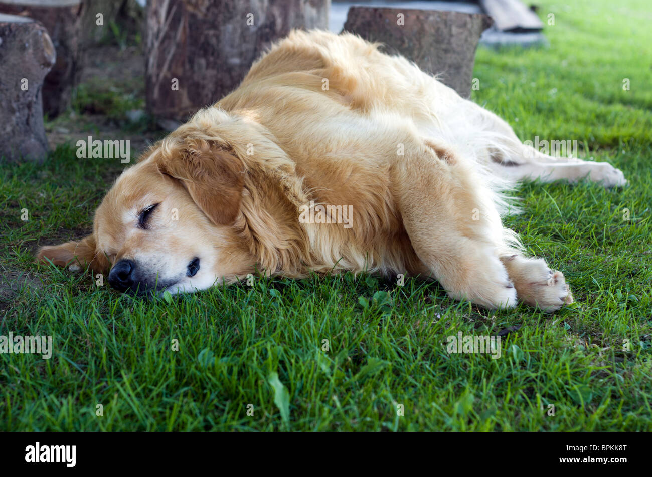 Golden retriever sleeping in the grass Stock Photo Alamy