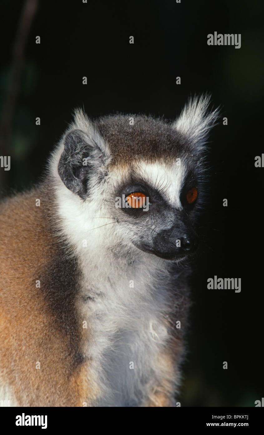Ringtailed Lemur Lemur catta Madagascar Stock Photo