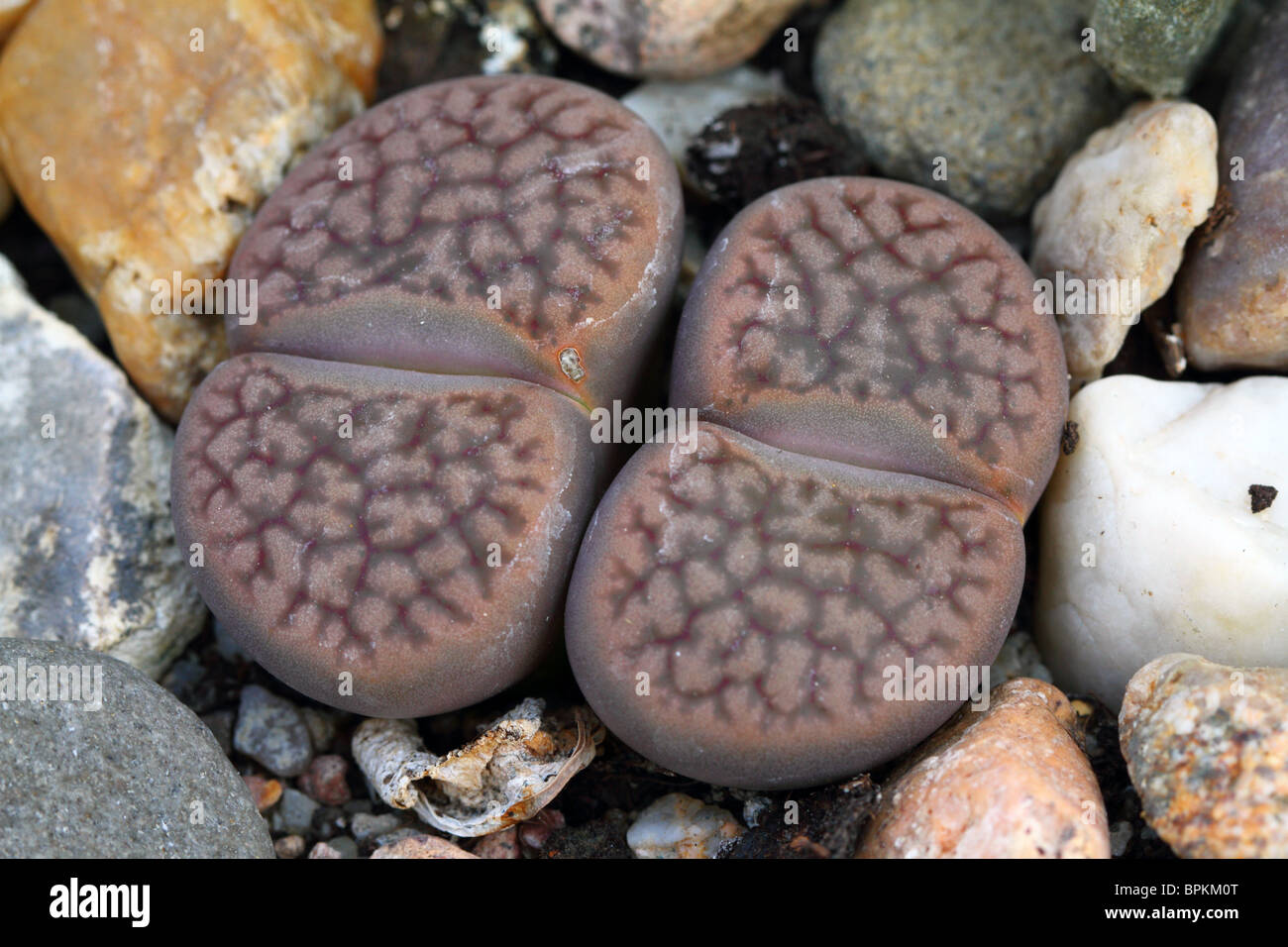 Stone plant living stone Lithops hookeri close up Stock Photo Alamy