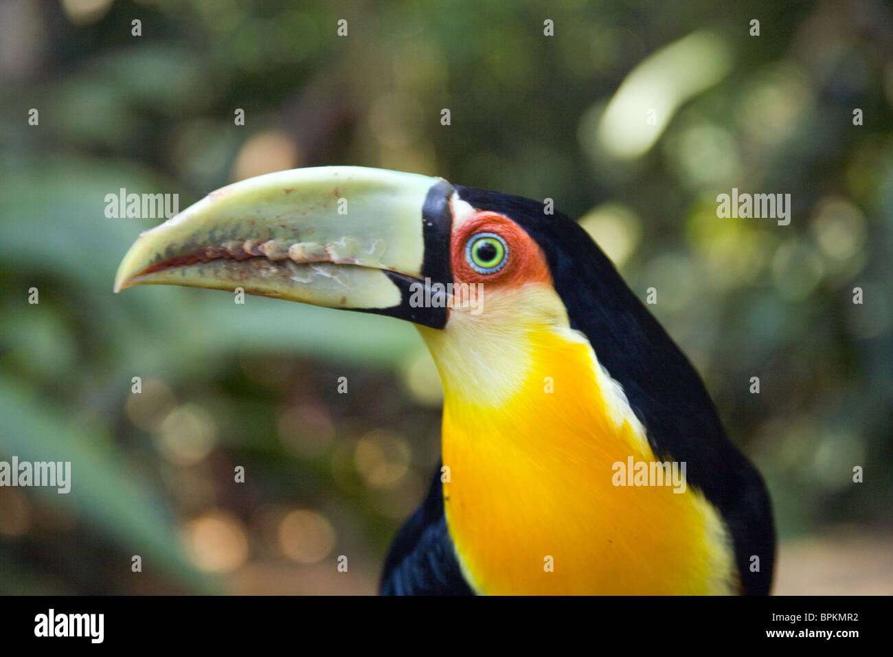 Portrait of green tail toucan in Brazil national park Stock Photo - Alamy