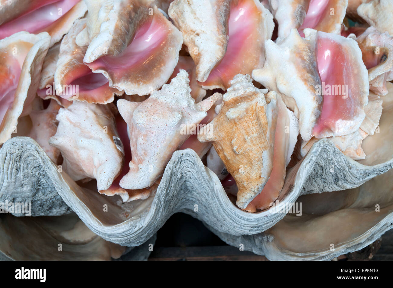 Conch Shells on sale in Key West in the Florida Keys in the State of
