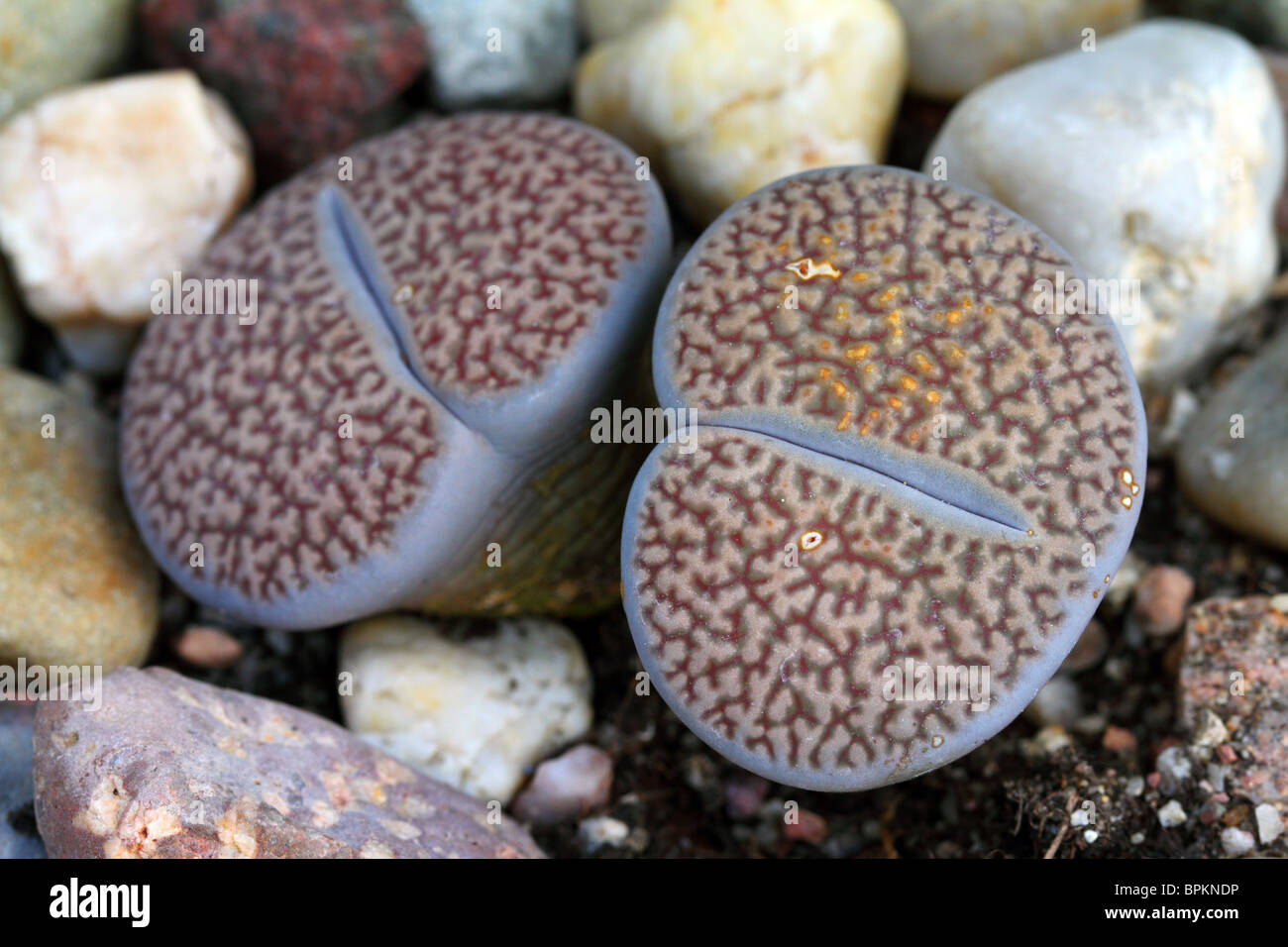 Stone plant living stone Lithops hookeri close up Stock Photo Alamy