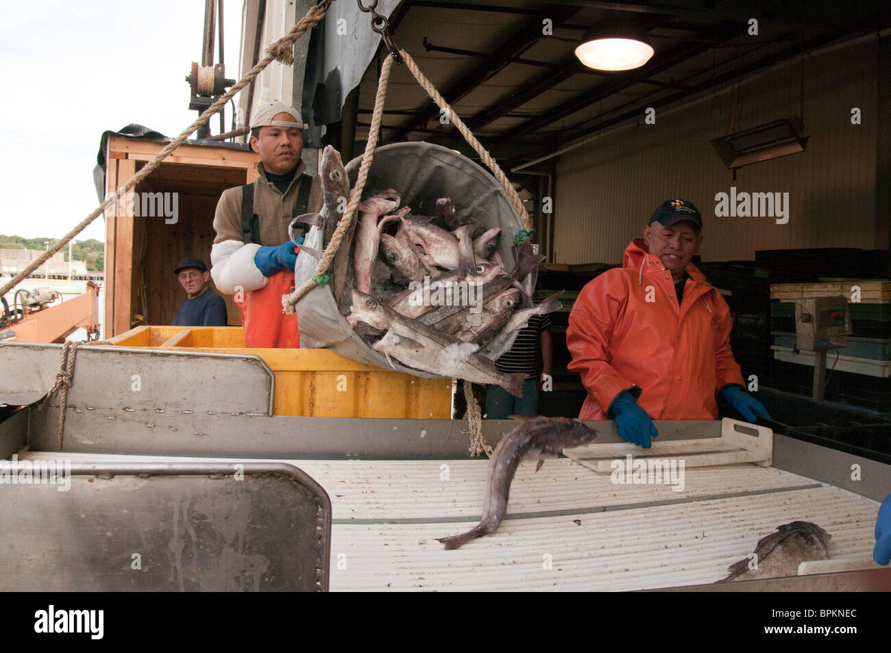 Fishing trawler cod hires stock photography and images Alamy
